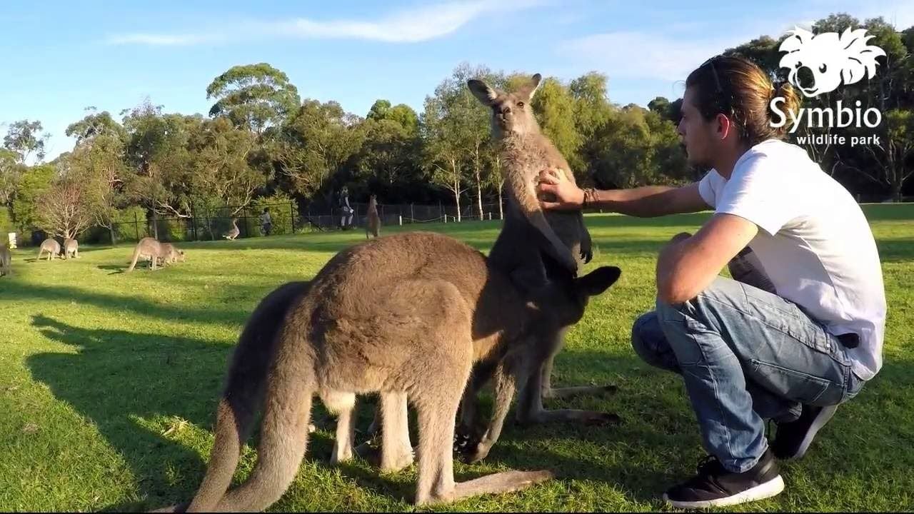 Symbio Wildlife Park - Thursday 15th October, 2020 Image -5f8d00a5a8e34